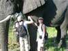 Monique Roden - amazed at the size of the Abu elephants!